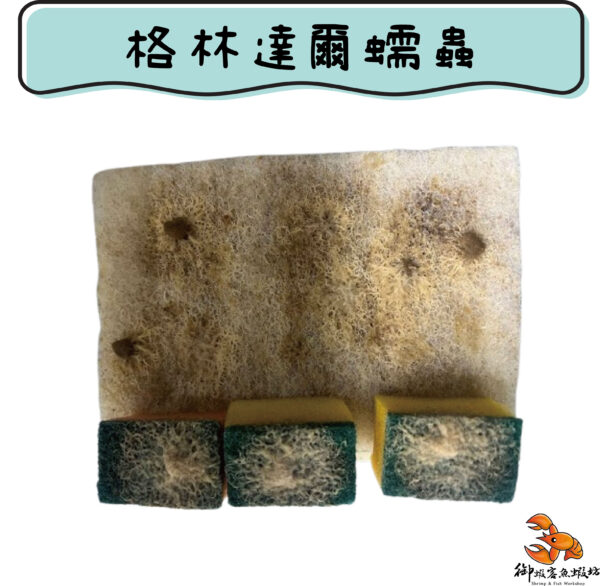 格林達爾蠕蟲