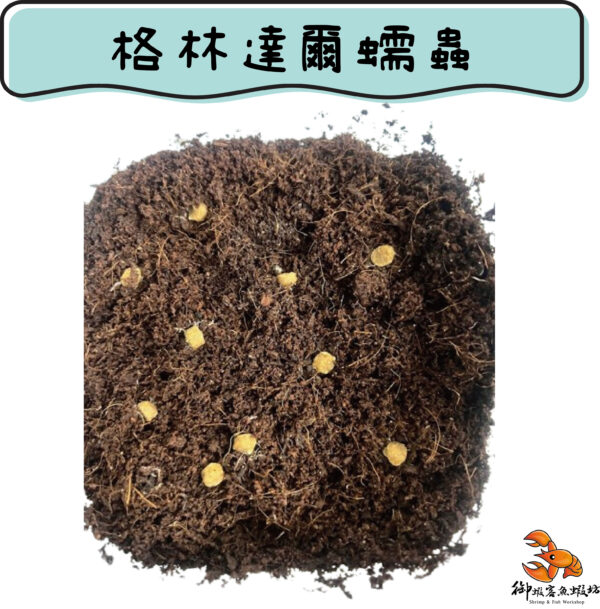 格林達爾蠕蟲：圖片 2