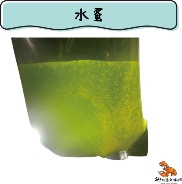 水蚤