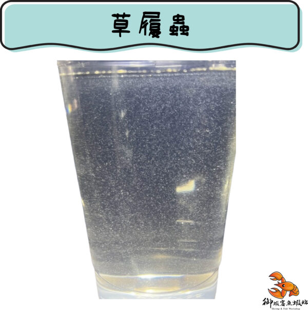 草履蟲
