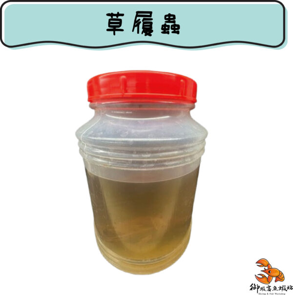 草履蟲：圖片 2