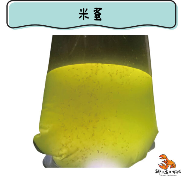米蚤