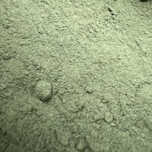 綠藻粉 (水產用)