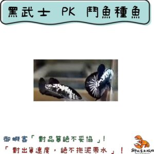 黑武士 PK 鬥魚 小魚