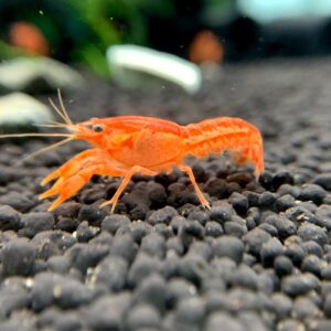 侏儒橘螯 (雙代) CPO