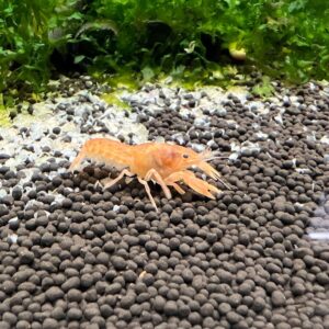 侏儒橘螯 (噴點) 市面稀少