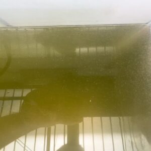 水蚤 圓水蚤 (Moina)