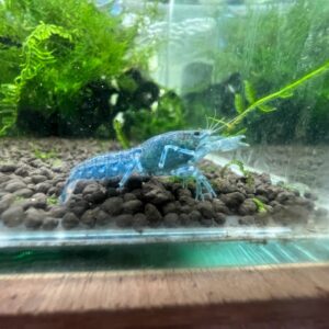 滿天星 侏儒螯蝦