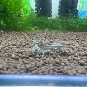 特薩奴 侏儒螯蝦 (噴點/雙代)