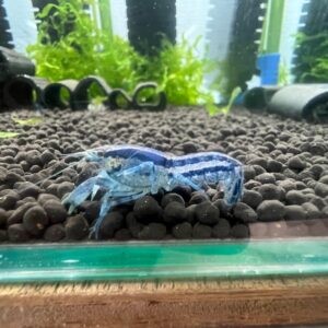 蘇菲亞 侏儒螯蝦 (噴點/雙代)