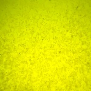 淡水輪蟲 (萼花臂尾輪蟲)