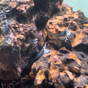 台產蘇蝦-藍體白襪蝦