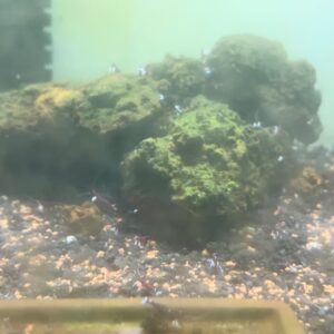 台產蘇蝦-白襪蝦