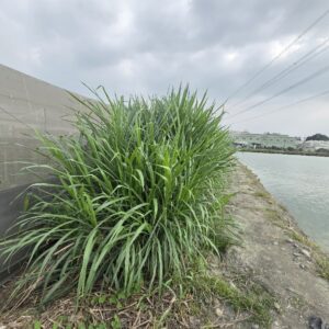 狼尾草新鮮現採 (台灣本島免運-黑貓低溫運送)